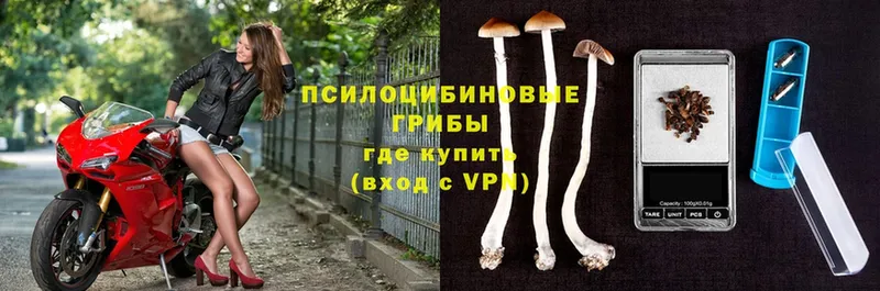 Псилоцибиновые грибы Psilocybine cubensis  Лакинск 